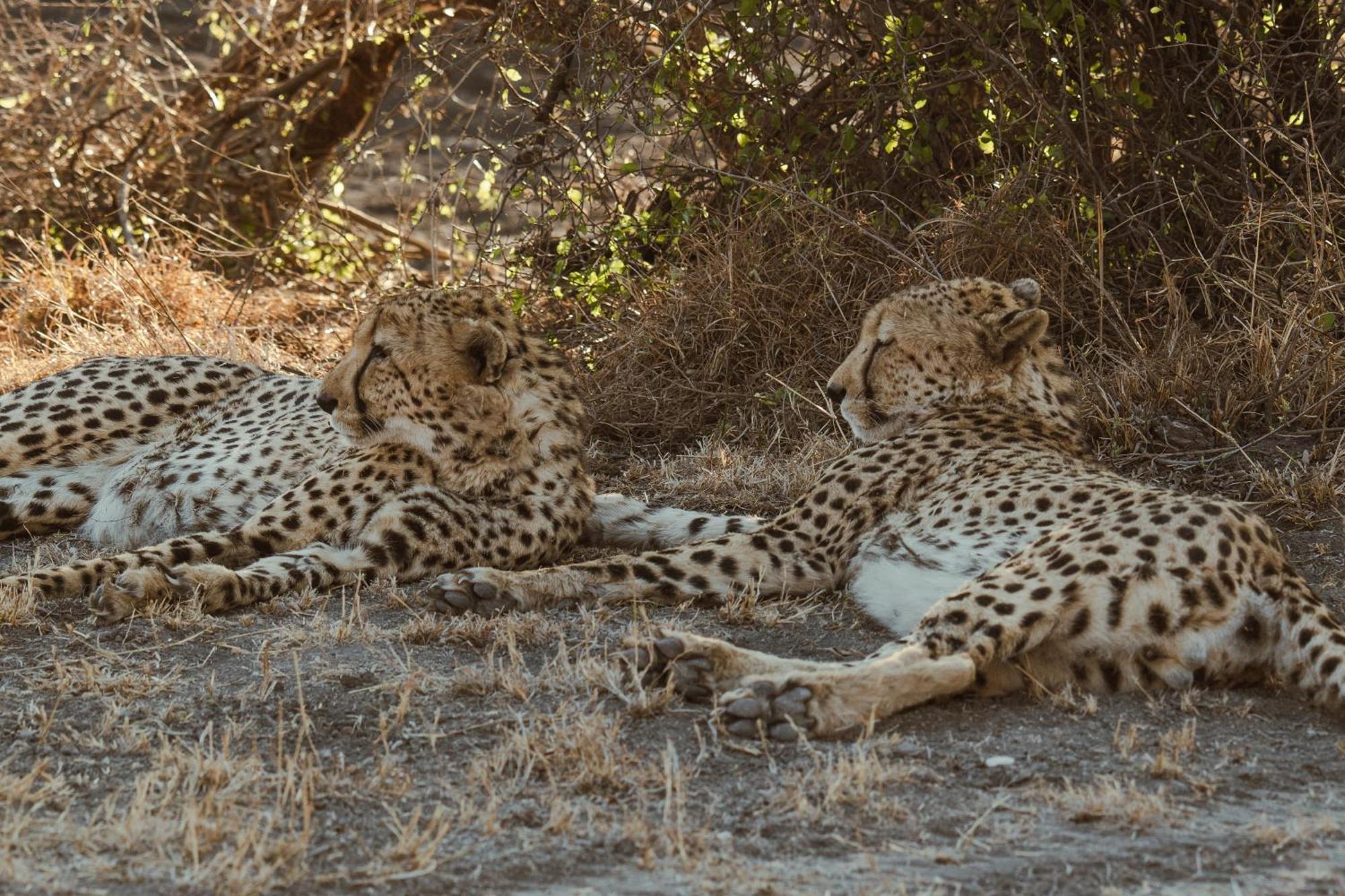 Last Word Madikwe Заповедник Мадикве Экстерьер фото